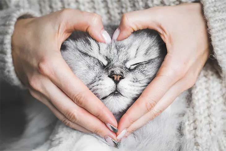 Amor pelos felinos